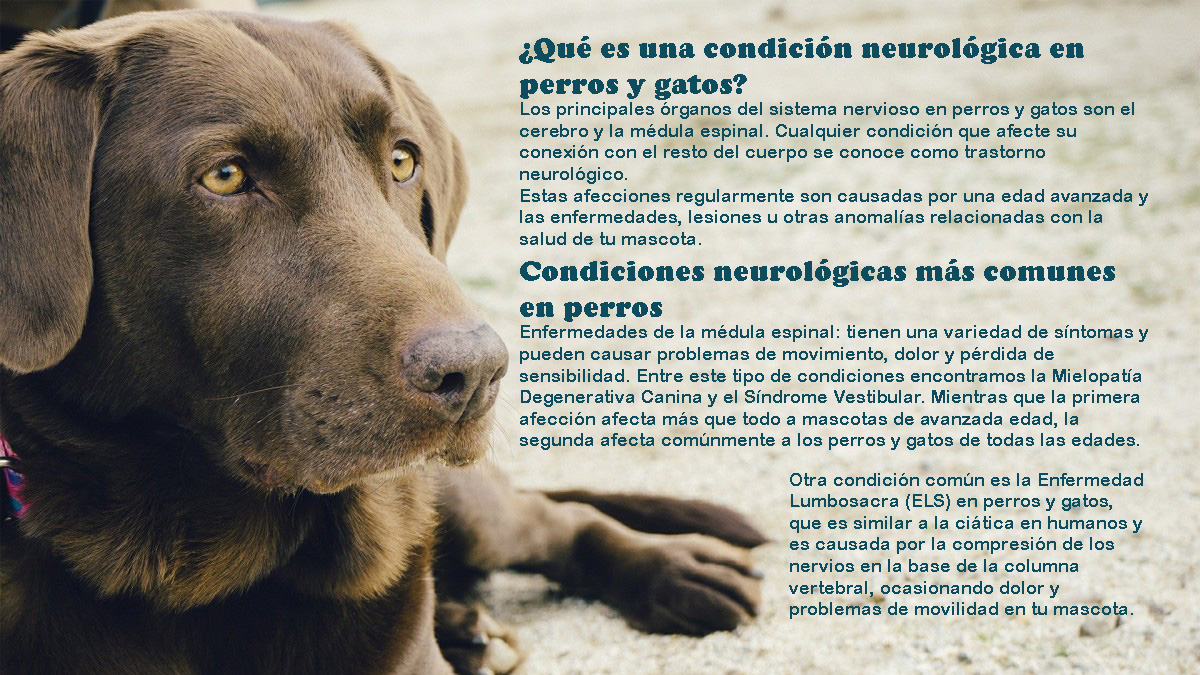 Consulta Veterinaria A Domicilio Neurologia Resolvemos Profesionalmente Los Problema 0242