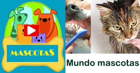 mundo mascotas veterinario