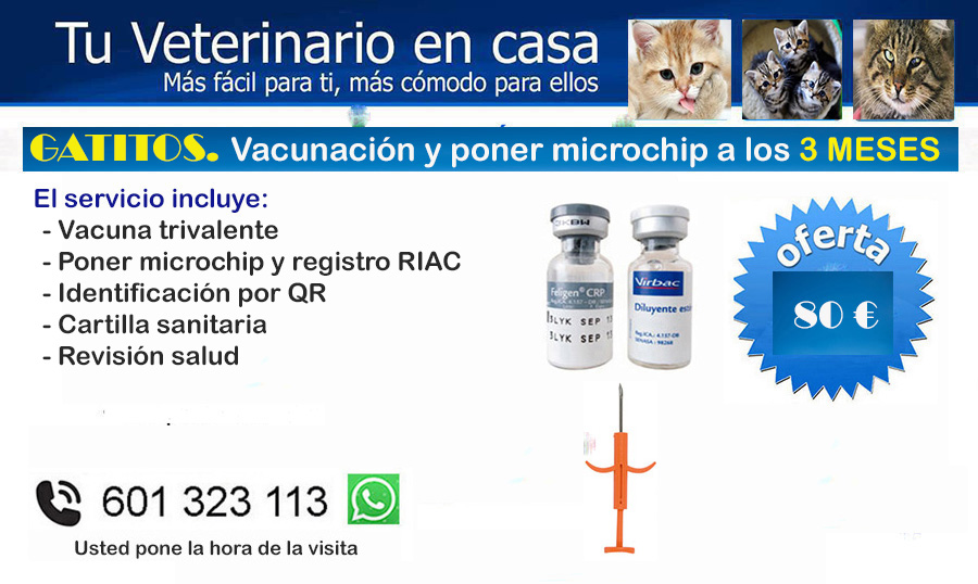 veterinario a domicilio gatos vacunacion y poner microchip