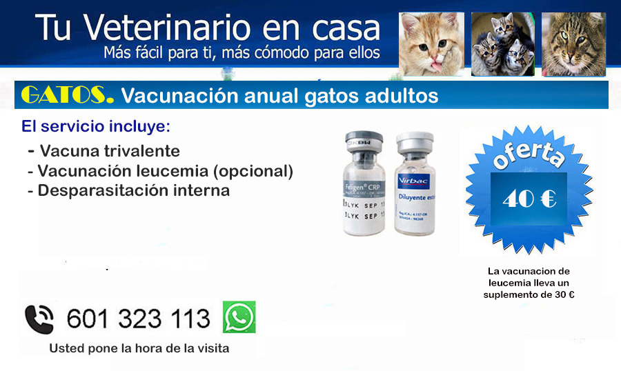 veterinario a domicilio vacunacion anual gatos