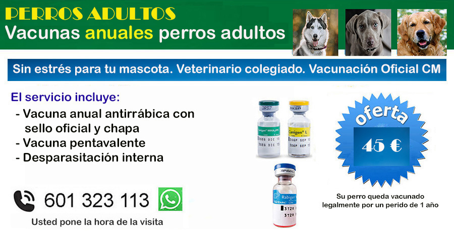 veterinario a domicilio vacunacion perros torrejon de ardoz