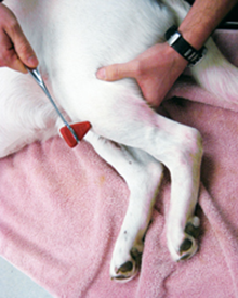consulta veterinaria a domicilio perros y gatos problemas musculares y oseos