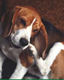consulta veterinaria a domicilio mascotas parasitologia