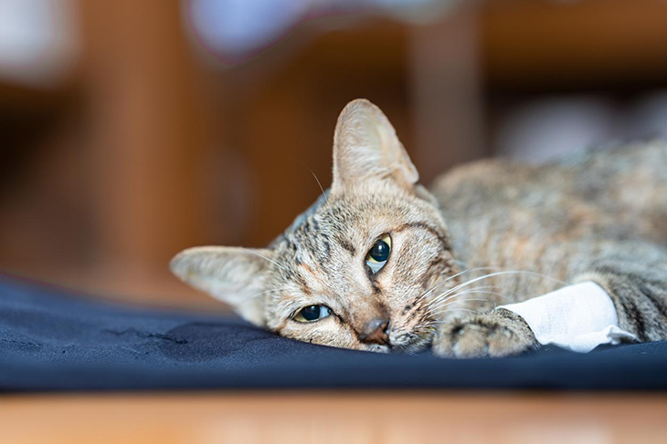 consulta veterinaria a domicilio enfermedades neurologicas gatos