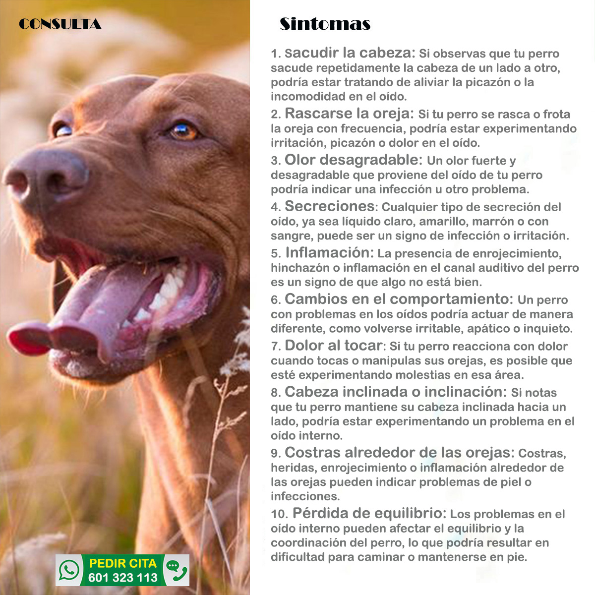 sintomas enfermedades del oido perros y gatos