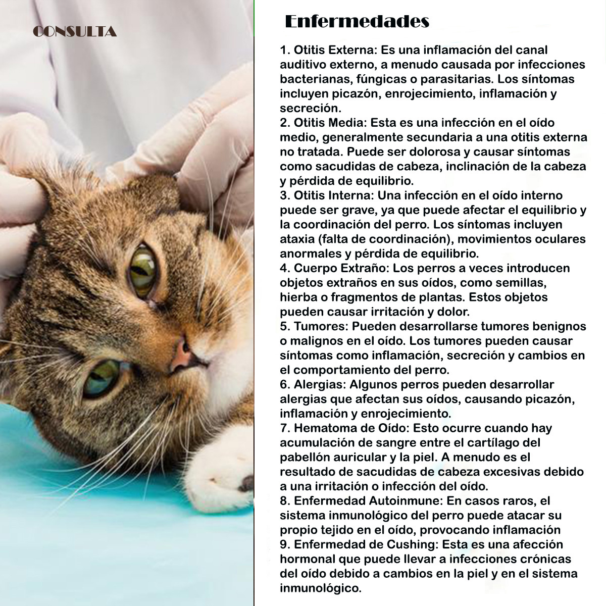 veterinario a domicilio consulta enfermedades de los oidos gatos