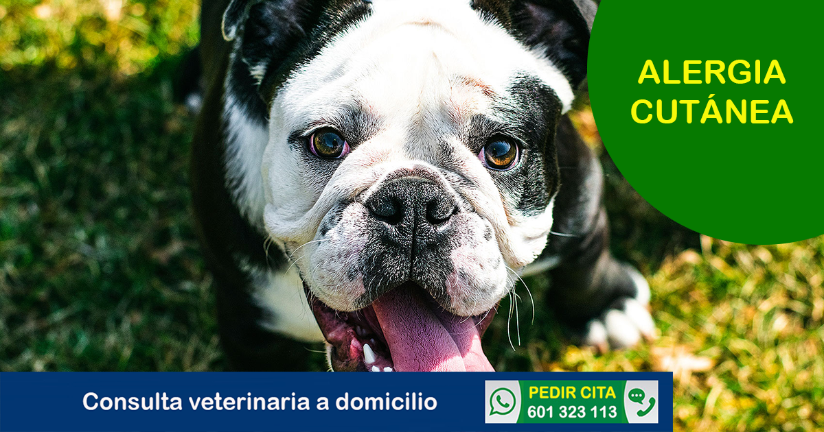 consulta veterinaria a domicilio enfermedades alergicas piel perros
