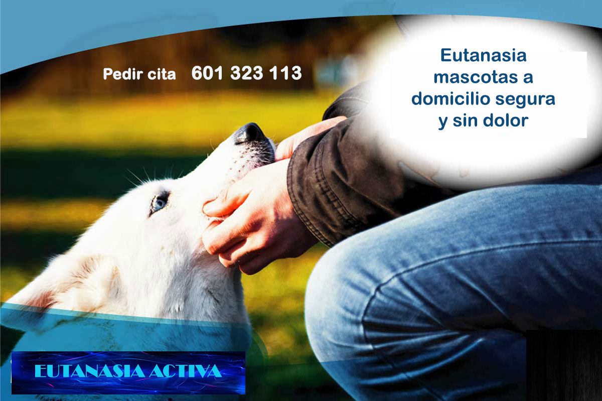 eutanasia mascotas a domicilio madrid