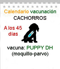 vavunaciom cachorros a domicilio puppy