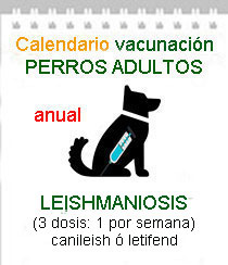 veterinario vacunacion perros lehismaniosis