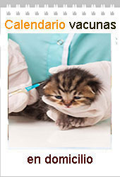 veterinario a domicilio vacunacion gatitos