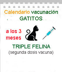 vacunacion a domicilio gatitos trivalente