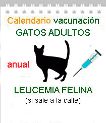 vacunacion gatos leucemia veterinario a domicilio