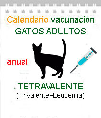 vacunacion a domicilio gatos trivalente mas leucemia