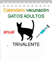 vacunacion gatos adultos trivalente a domicilio